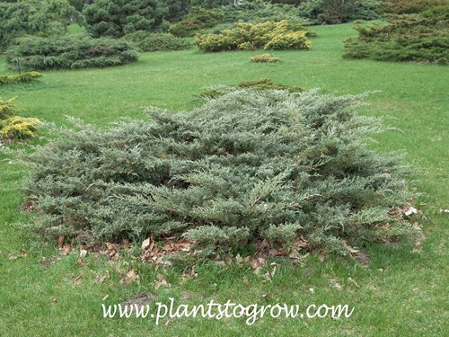 Angelica Blue Pfitzer Juniper (Juniperus)